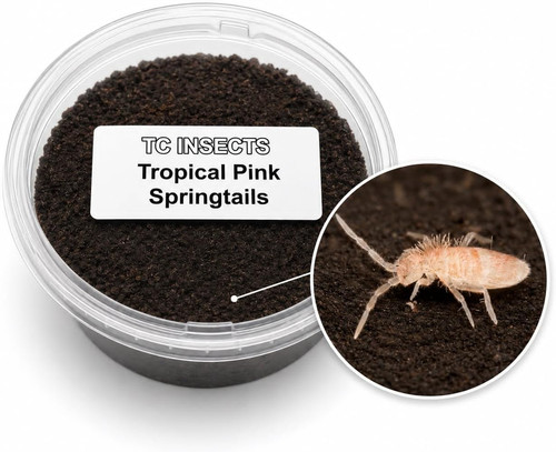 Live springtail tropical - live, (tropical